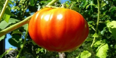 Kako prskati paradajz u junu i julu da sačuvate i povećate prinos